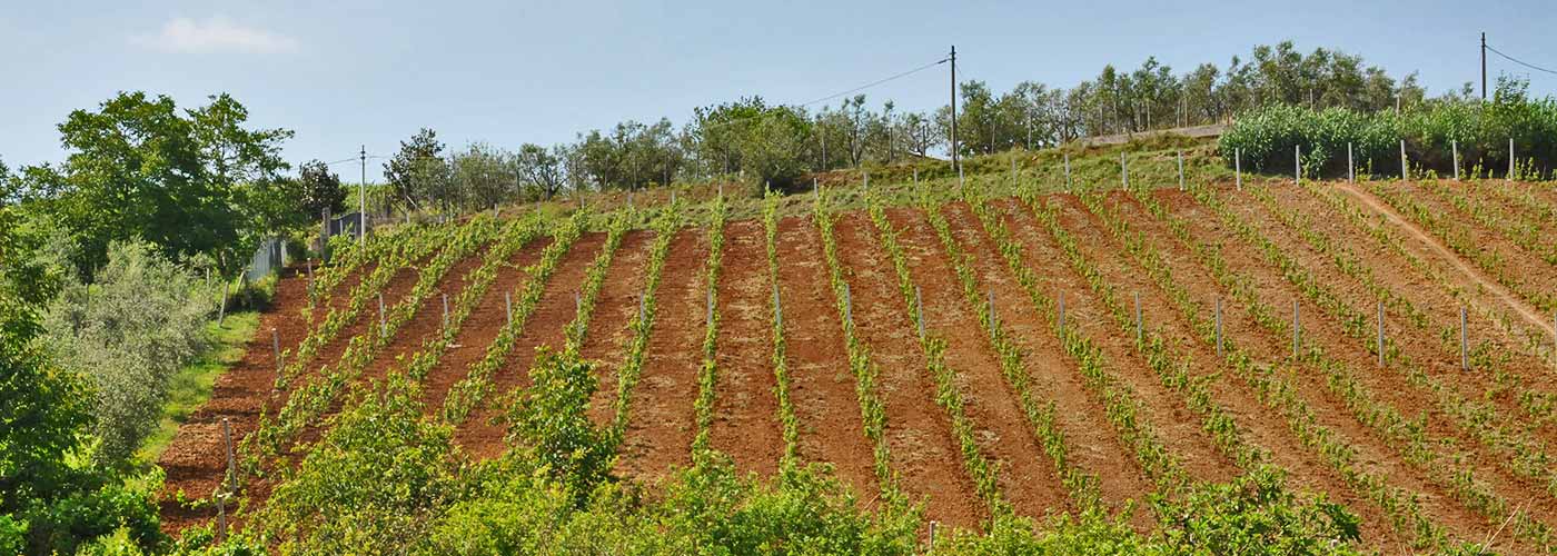 Microcredito per l'Azienda agricola e vinicola Mastropietro